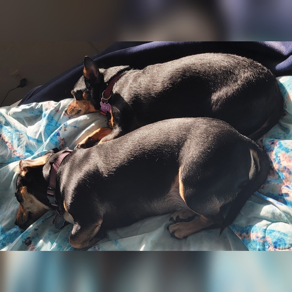 Meet your Posher, Tanya - Picture 7 of 8